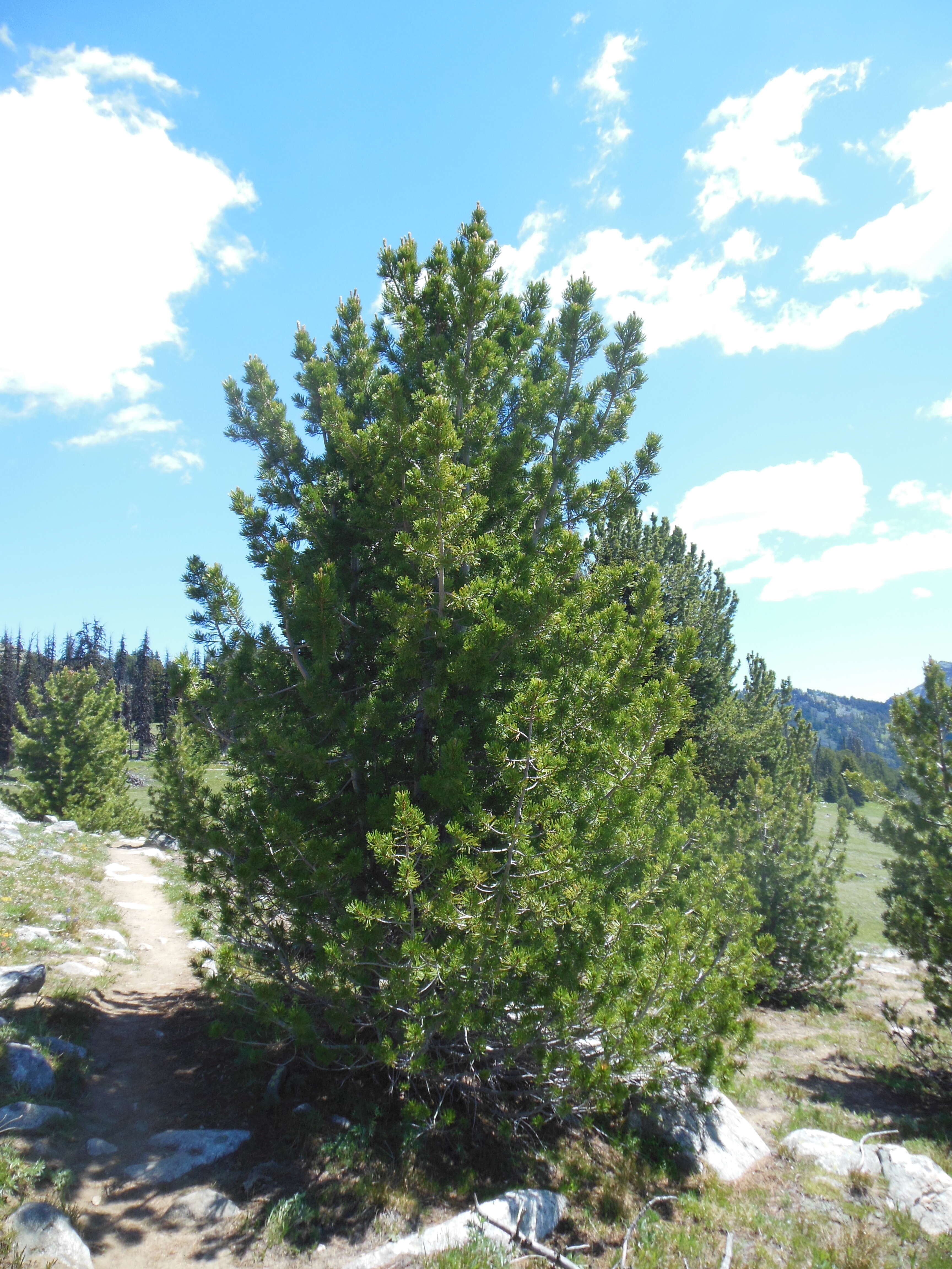 Image of whitebark pine