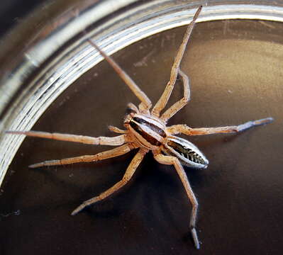 Image of wolf spiders