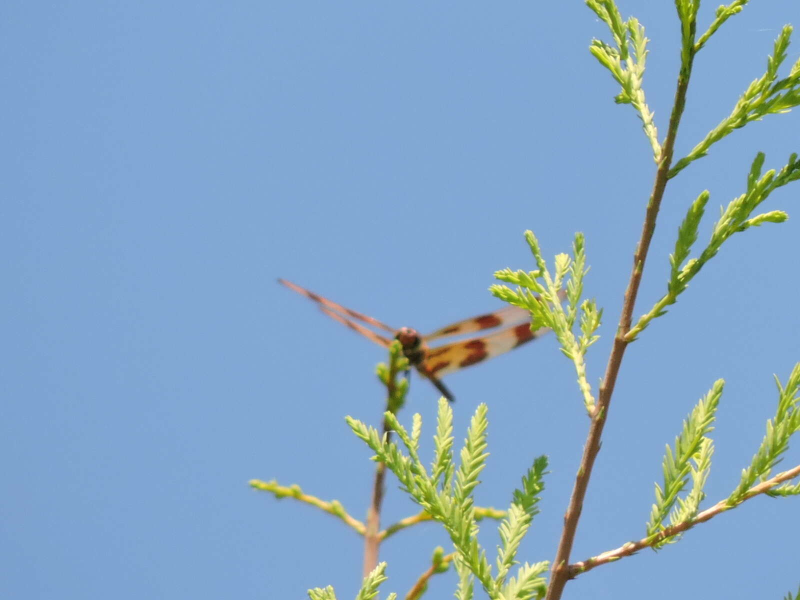 Celithemis eponina (Drury 1773) resmi