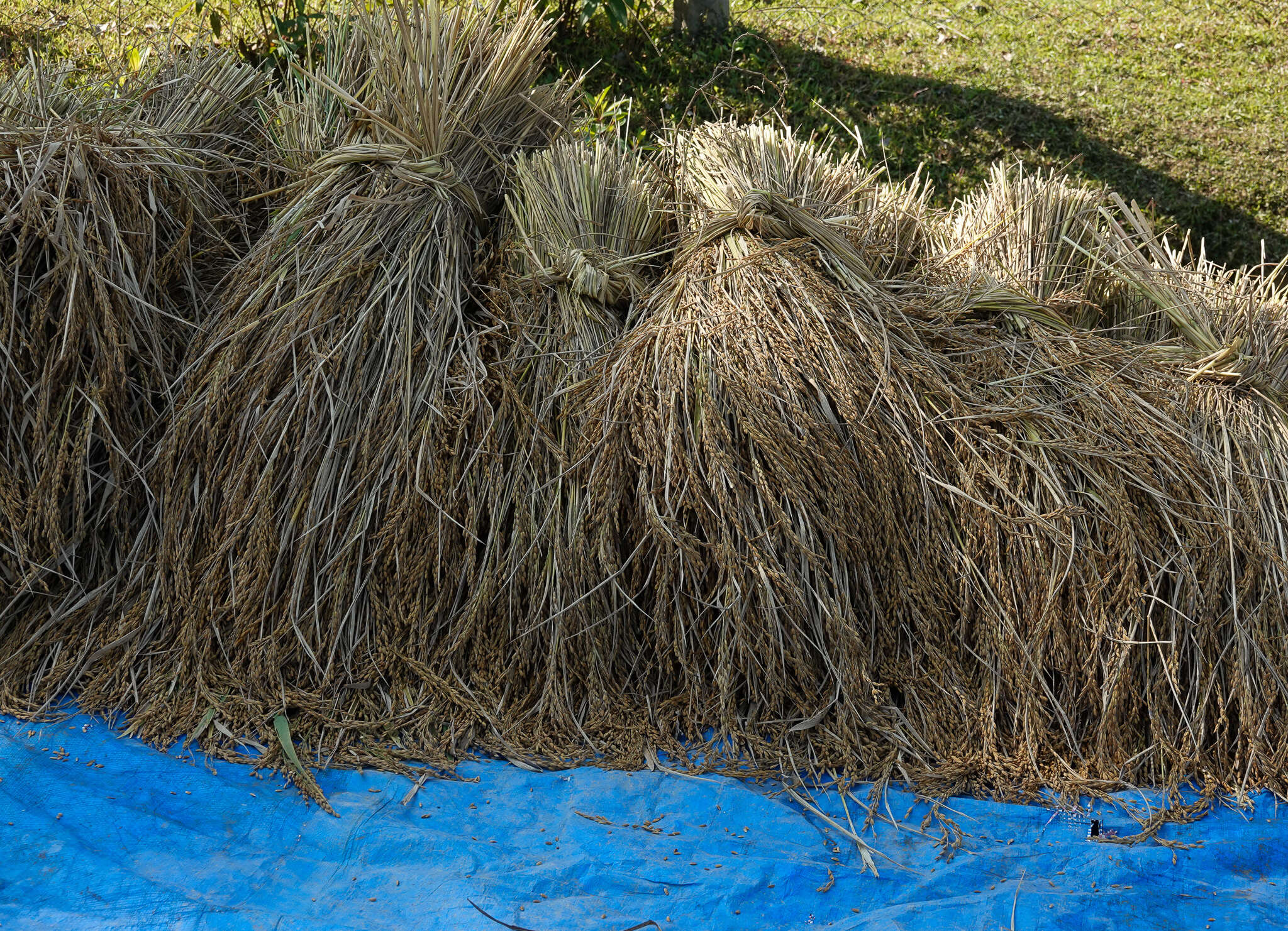 Image of rice