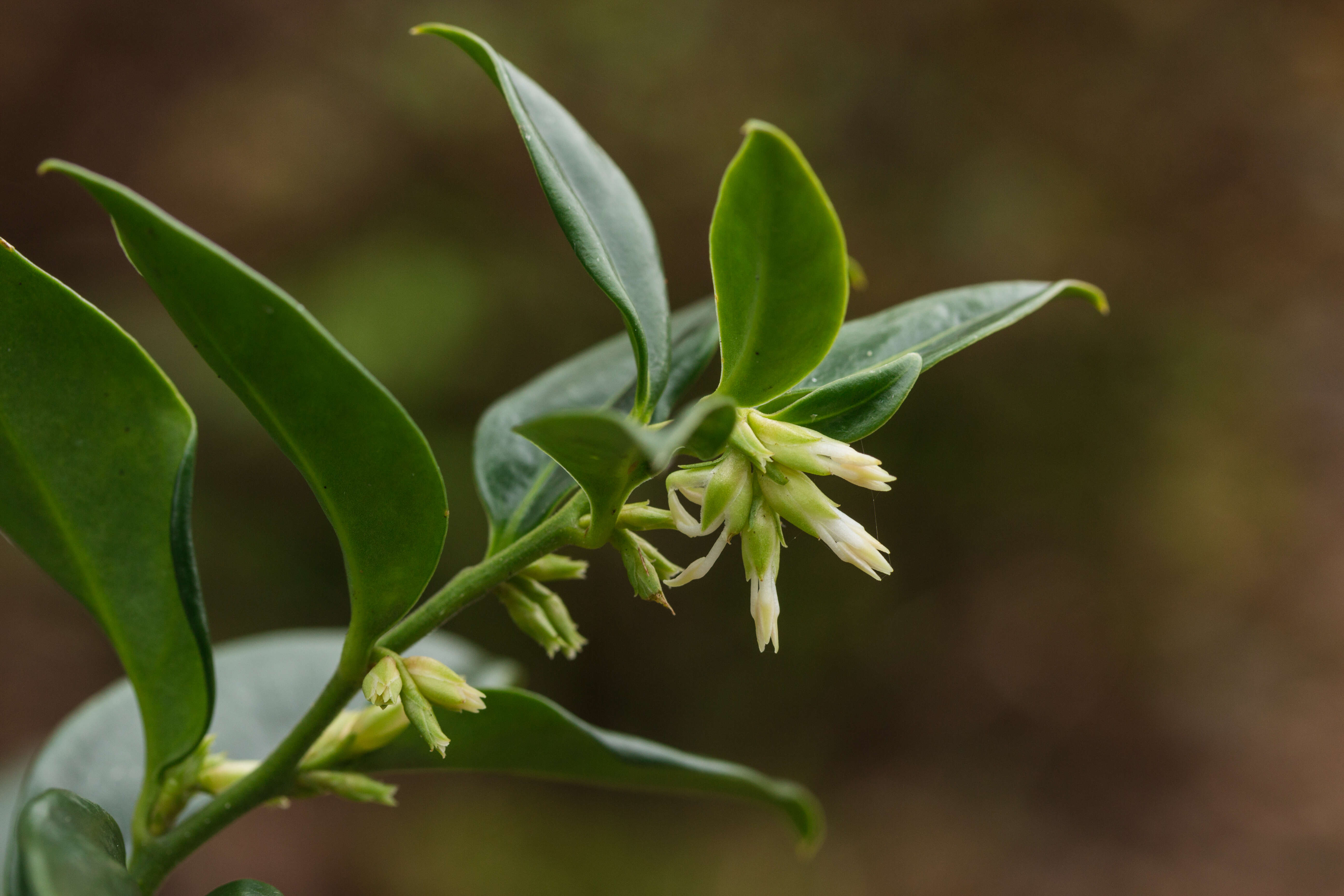 Image of Sarcococca confusa