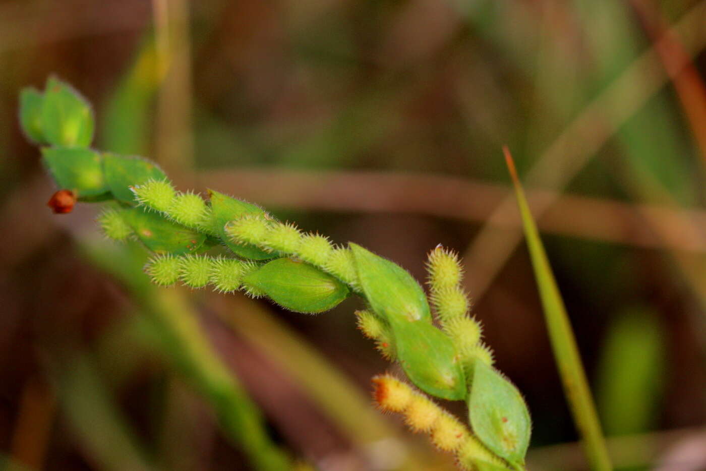 Image de Zornia linearis E. Mey.