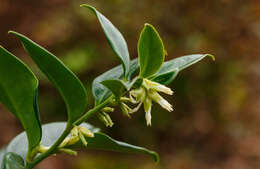 Image of Sarcococca confusa