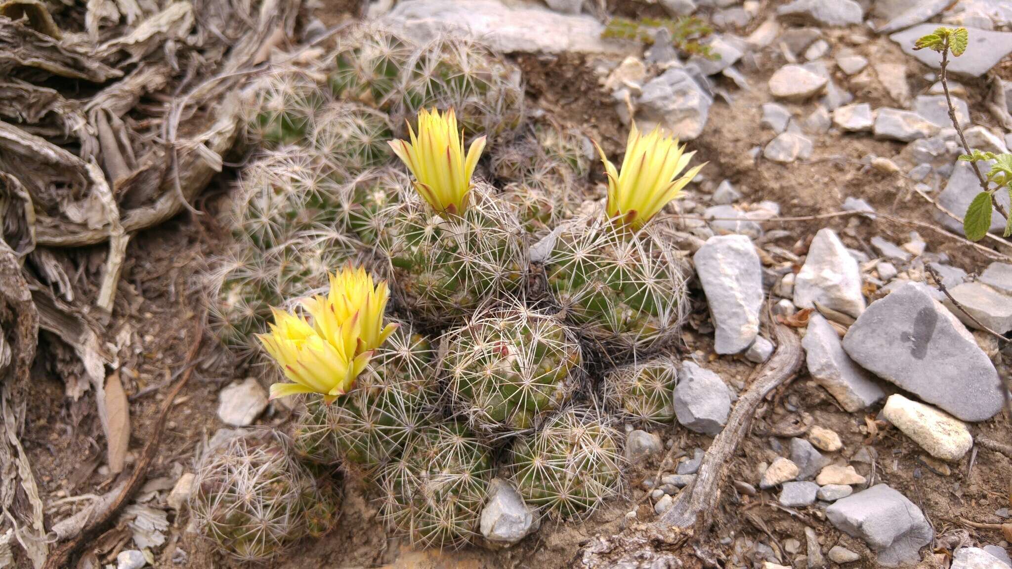 Image of Coryphantha neglecta L. Bremer