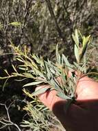 Image of Santalum murrayanum (T. Mitch.) C. Gardner