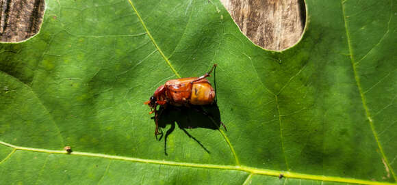 Image of Phyllophaga (Phyllophaga) quercus (Knoch 1801)