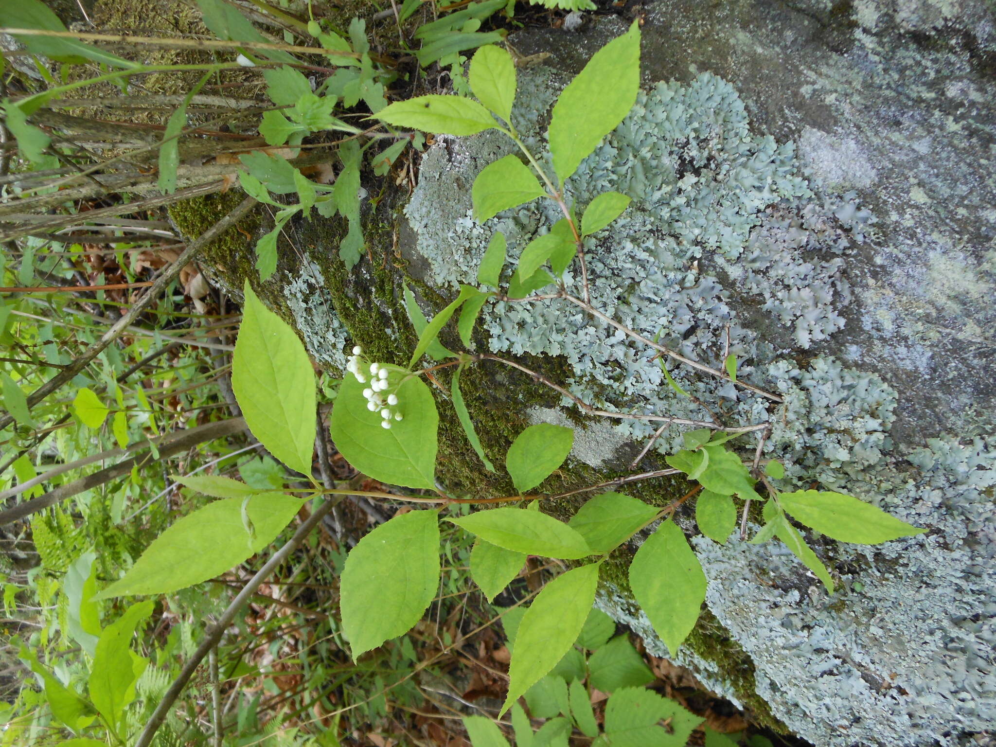 Image of Mongolian pride-of-Rochester