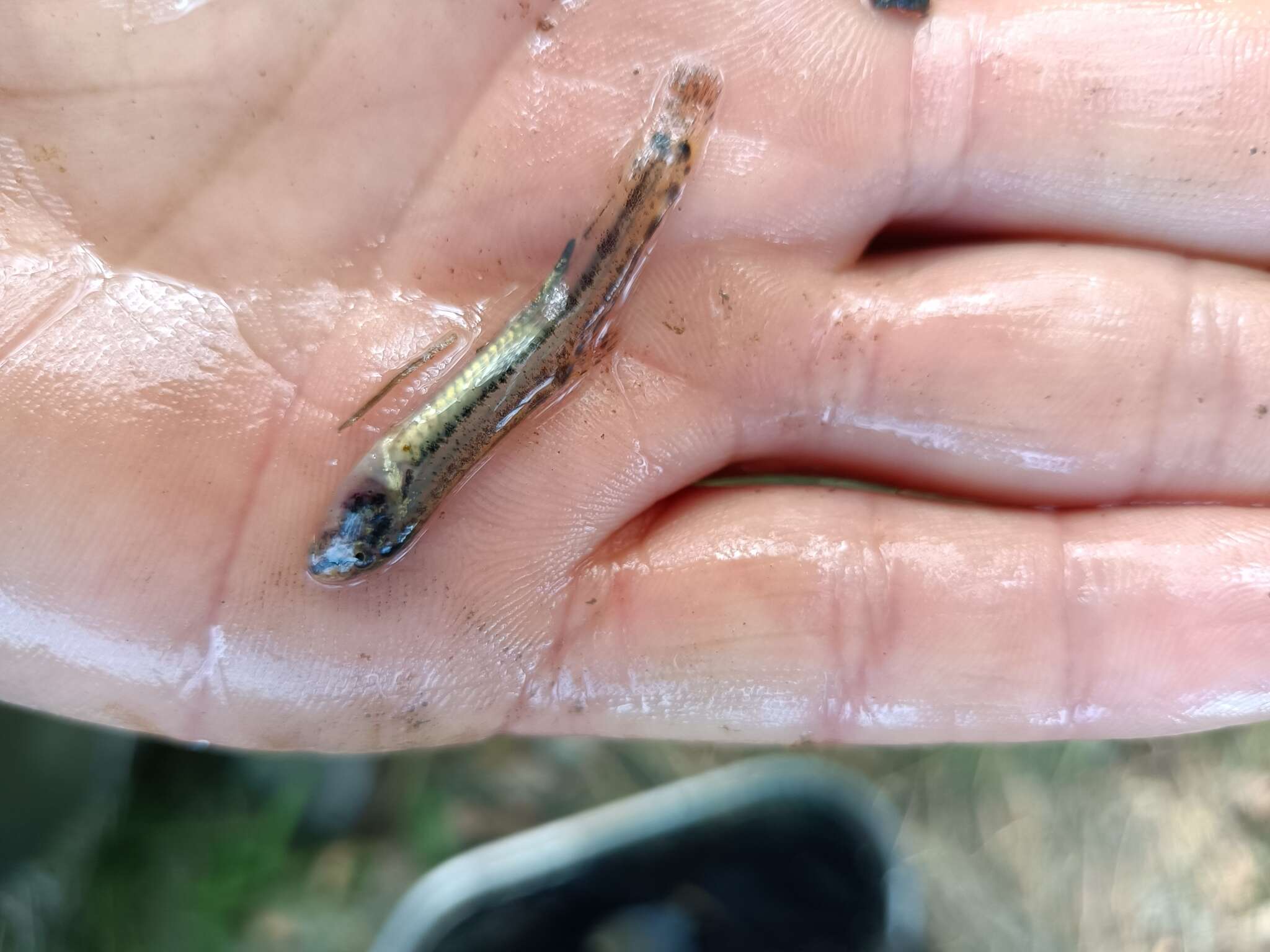 Image of Italian Loach