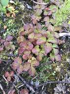 Image de Rubus arcticus subsp. acaulis (Michx.) Focke