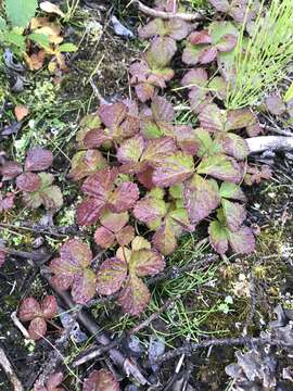 Image of dwarf raspberry