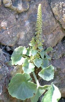 Image of Umbilicus rupestris (Salisb.) Dandy