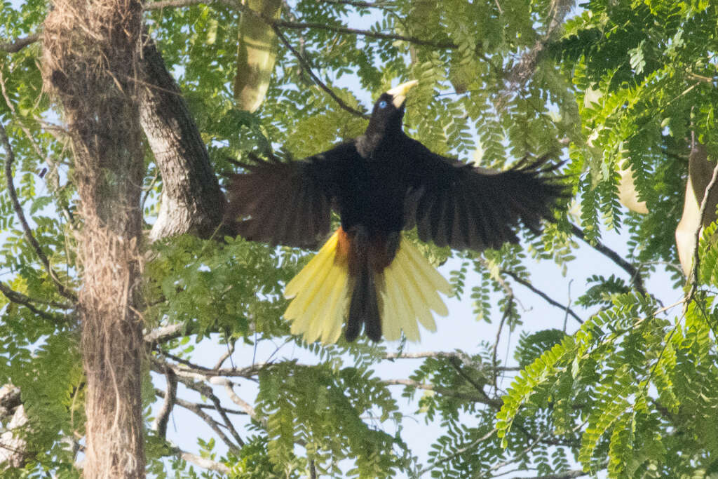 Image of Crested Oropendola