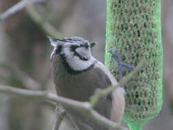 Image of Lophophanes Kaup 1829