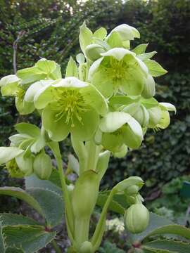 Image of Corsican hellebore