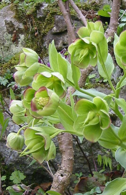 Image of Stinking Hellebore