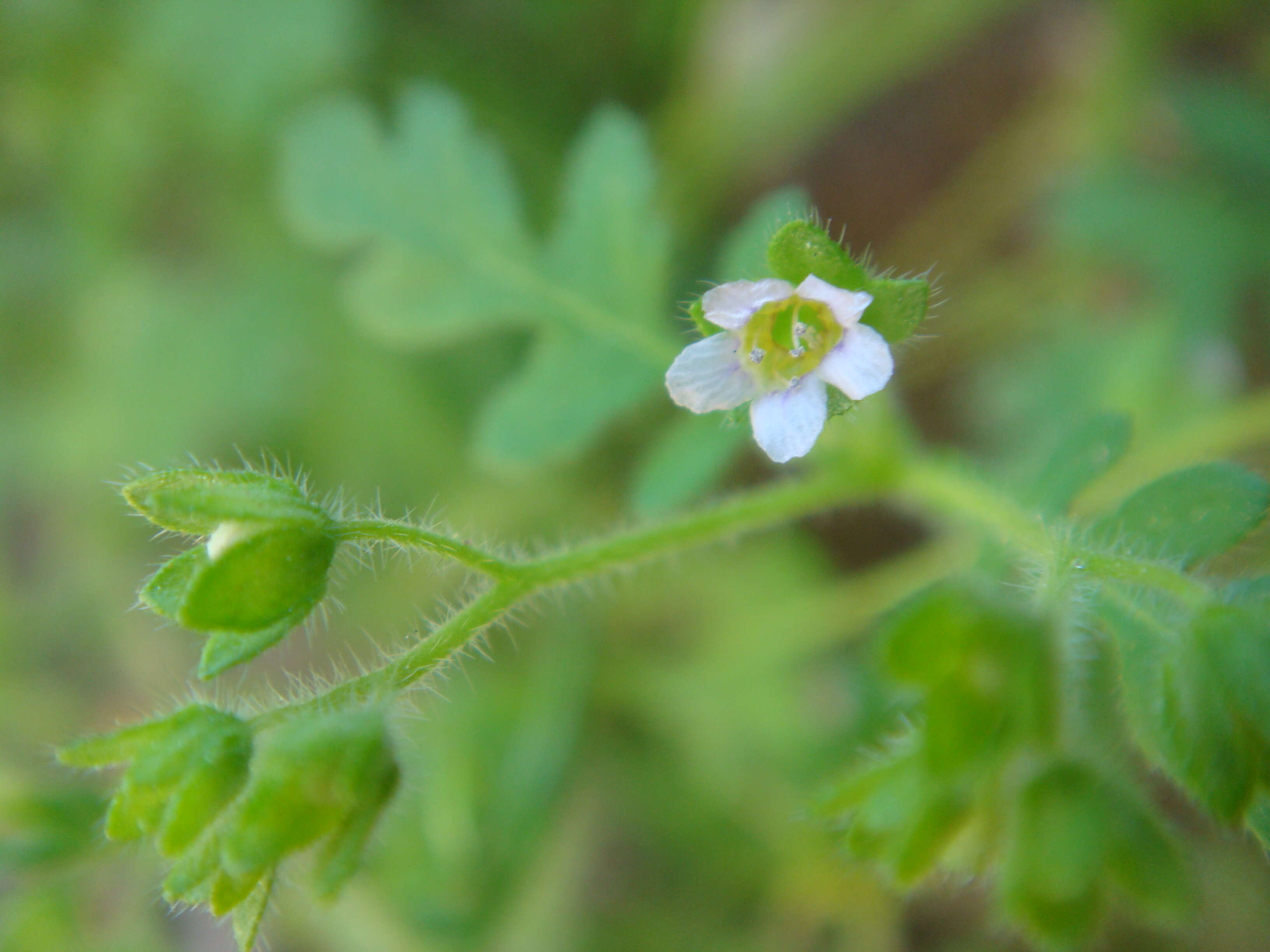 Image de Eucrypta chrysanthemifolia (Benth.) Greene