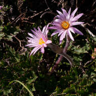 Imagem de Knowltonia tenuifolia (L. fil.) Mosyakin