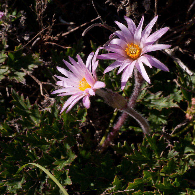 Image of Knowltonia tenuifolia (L. fil.) Mosyakin