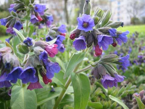 Plancia ëd Pulmonaria