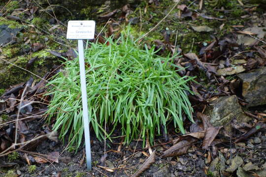 صورة Armeria duriaei Boiss.