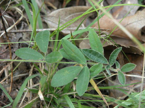 Image de Lespedeza procumbens Michx.