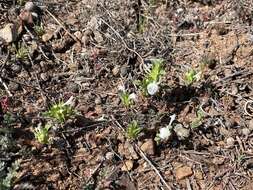 Image of San Diego thorn-mint