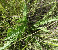 Plancia ëd Nidorella pinnata (L. fil.) J. C. Manning & Goldblatt