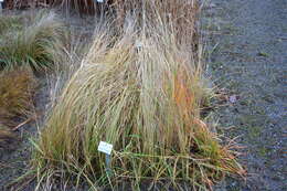 Imagem de Calamagrostis epigejos (L.) Roth