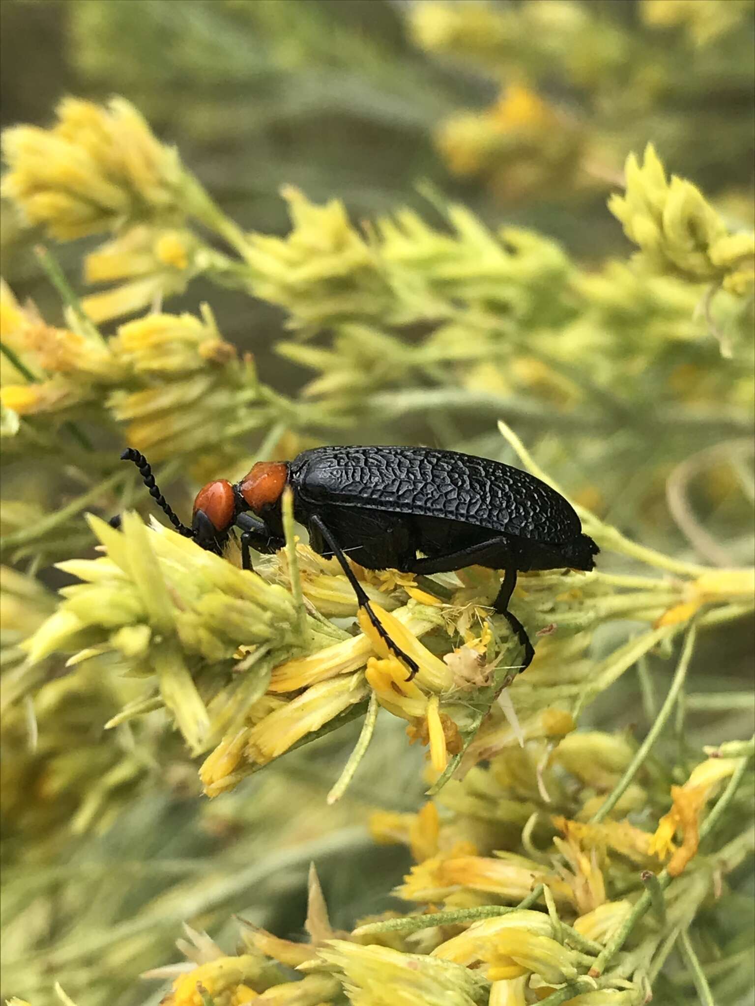 Image of Lytta (Paralytta) vulnerata (Le Conte 1851)