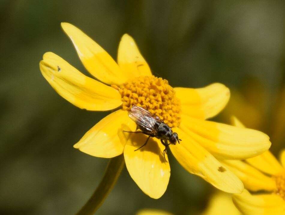 Sivun Anthomyia procellaris Rondani 1866 kuva