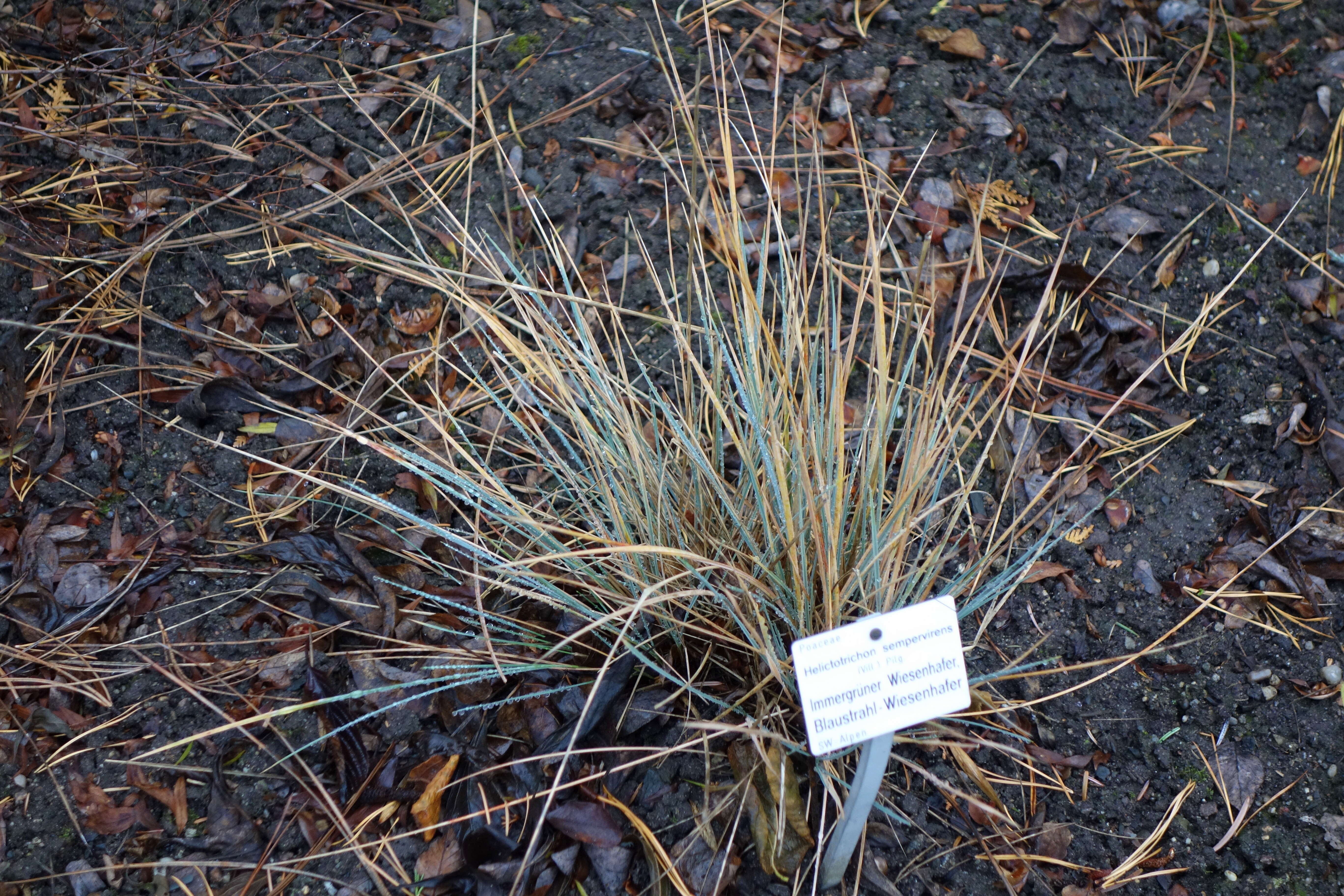 Image of blue oat grass