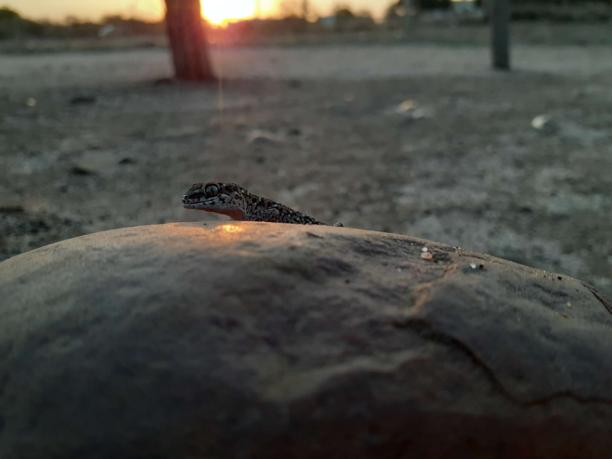 Image of Van Son's Gecko