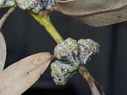 Plancia ëd Eucalyptus globulus subsp. bicostata (Maiden. Blakely & Simmonds) Kirkpatrick