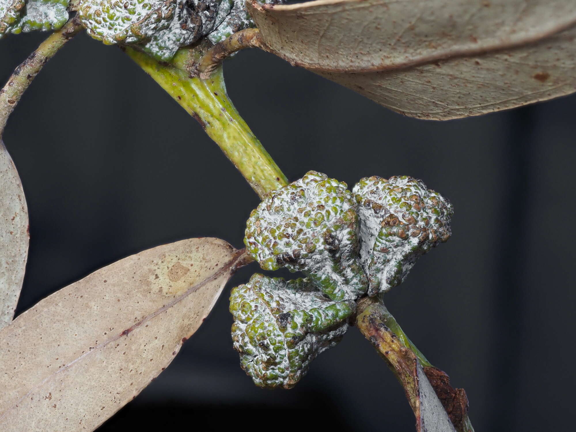 Sivun Eucalyptus globulus subsp. bicostata (Maiden. Blakely & Simmonds) Kirkpatrick kuva