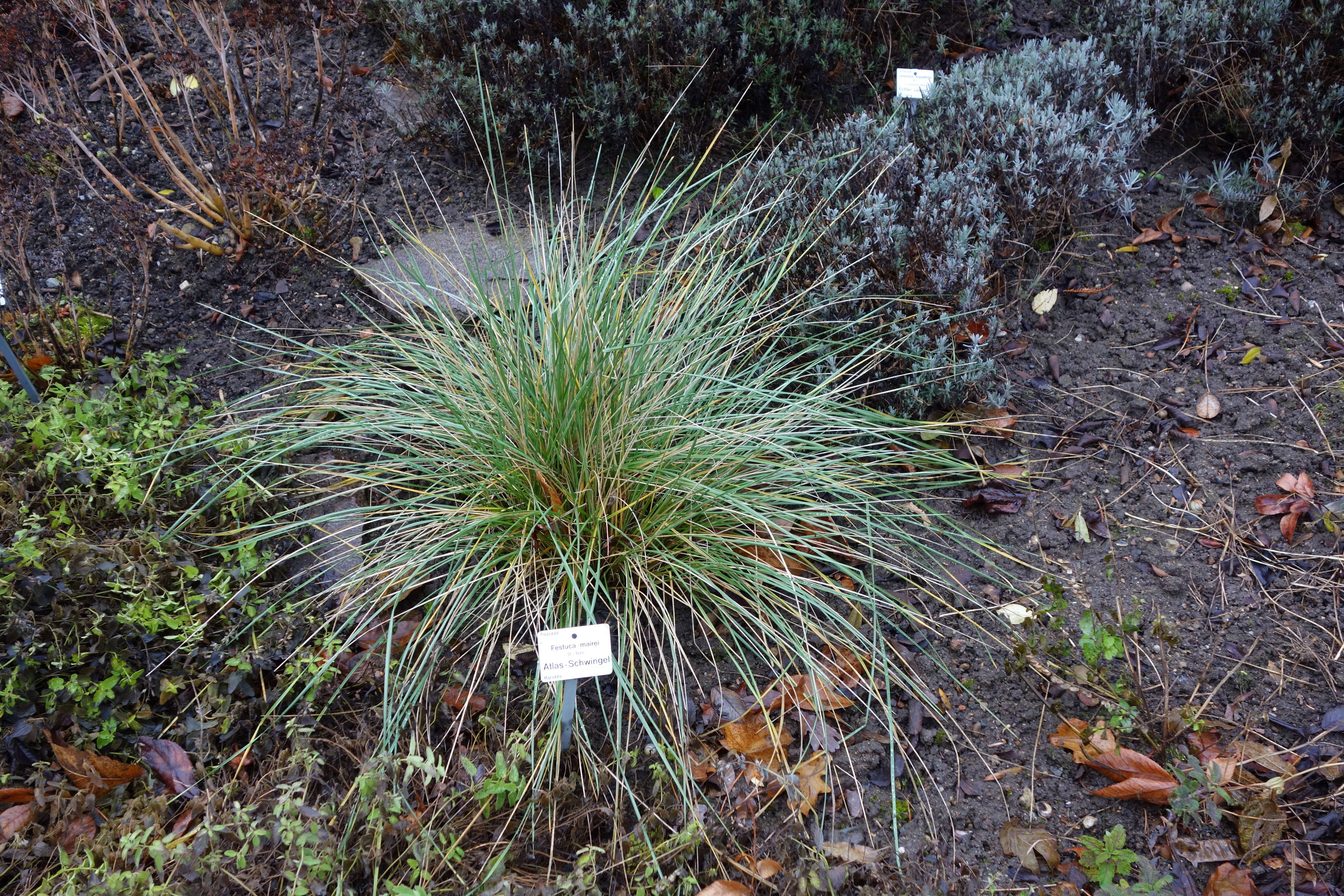 Image de Festuca mairei St.-Yves