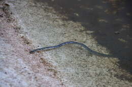 Image of Zambezi Blind Snake