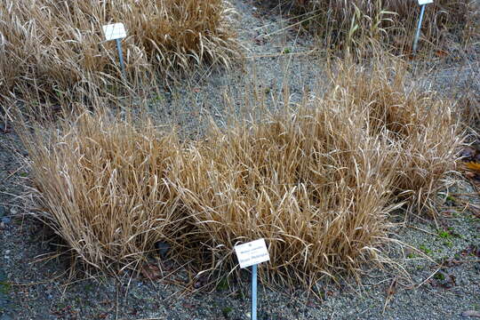 Image of Purple Moor Grass