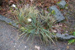 Image of Festuca paniculata (L.) Schinz & Thell.