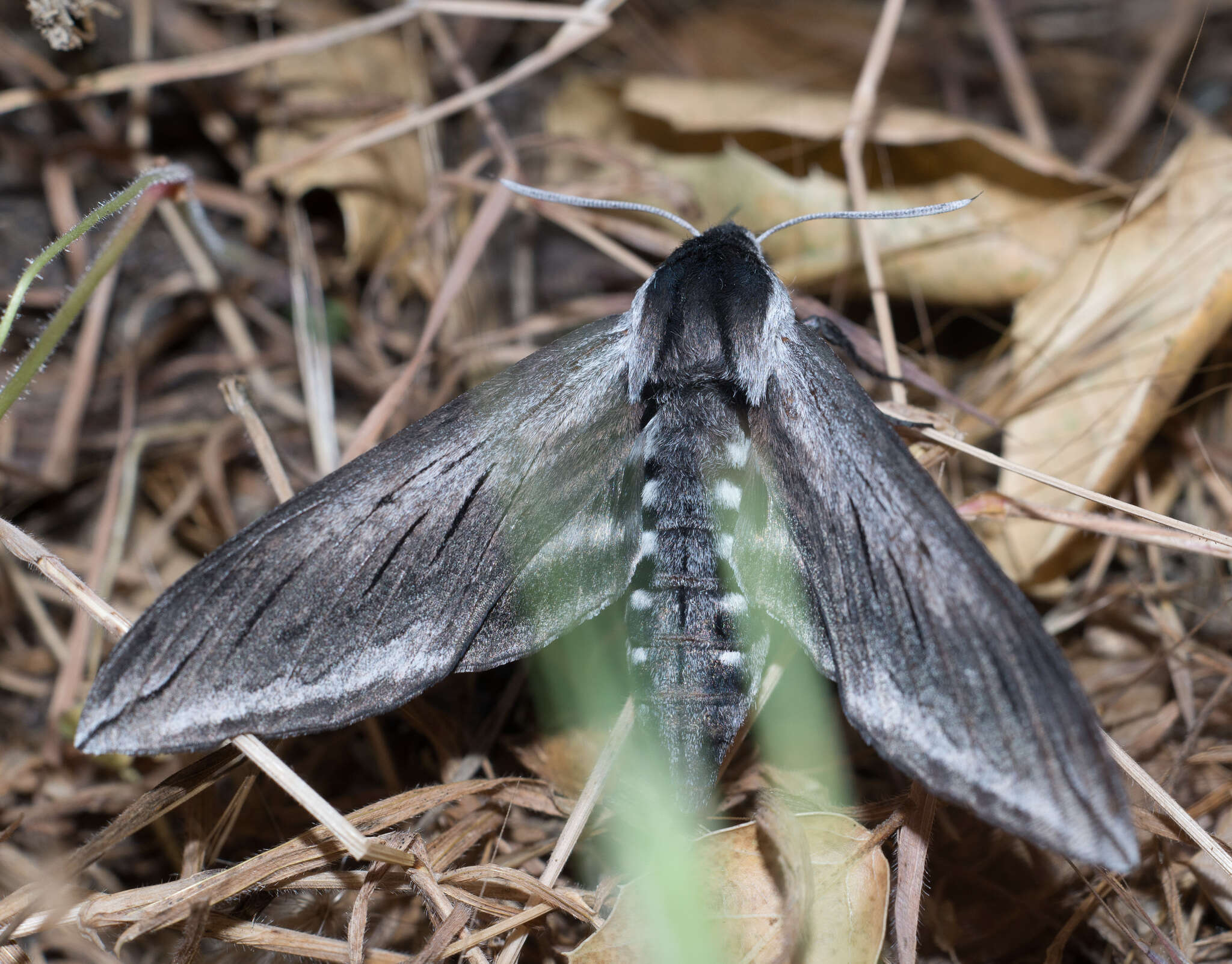 Image of Elegant sphinx