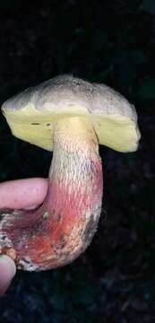 Image of Scarlet-stemmed Bolete