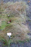 Image of variousleaf fescue