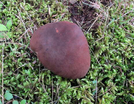 Image of Boletus vermiculosus Peck 1872