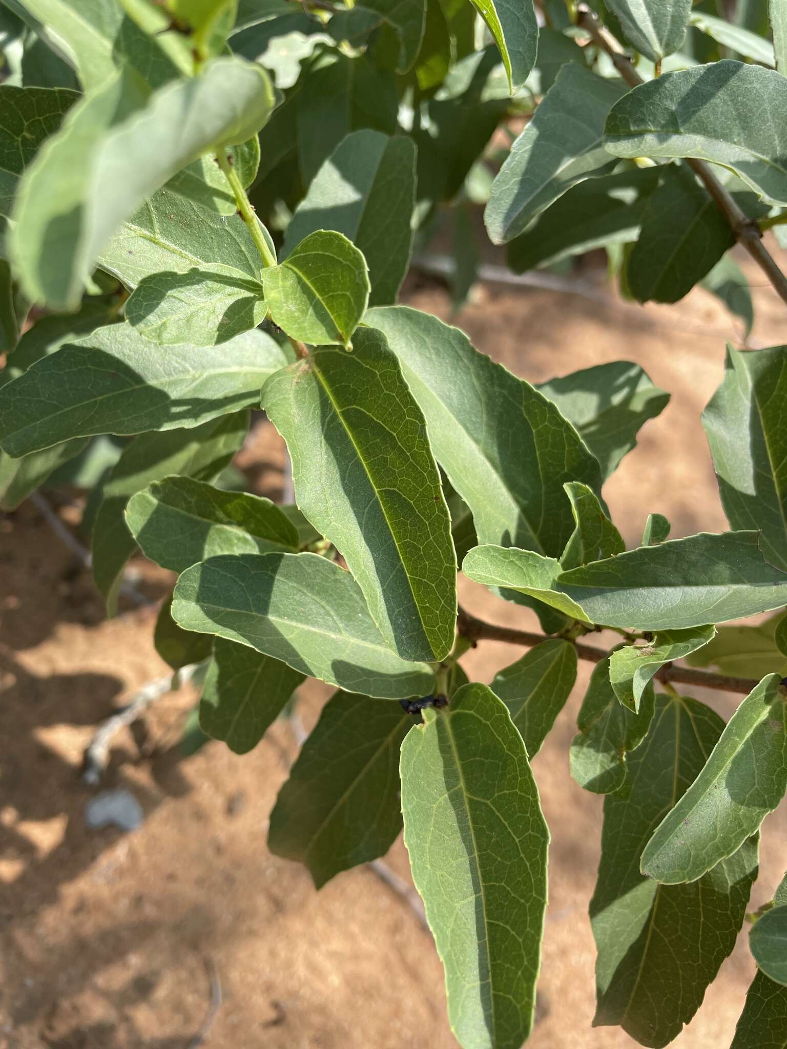 Plancia ëd Cissus cornifolia (Bak.) Planch.