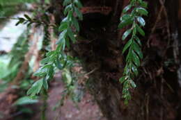 Image de Tmesipteris obliqua R. J. Chinnock