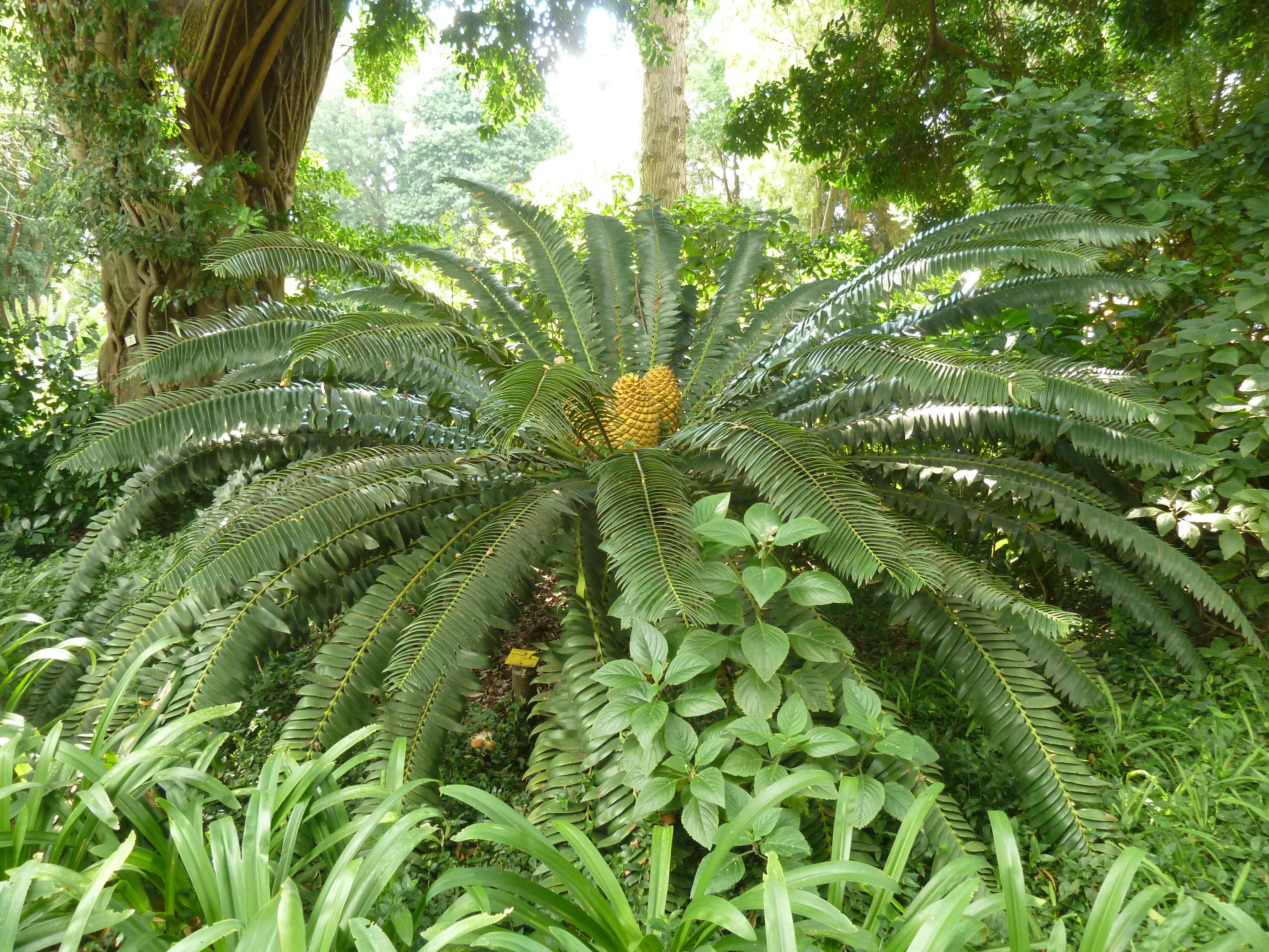 Image of Modjadji Cycad