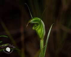 Image of Collared greenhood