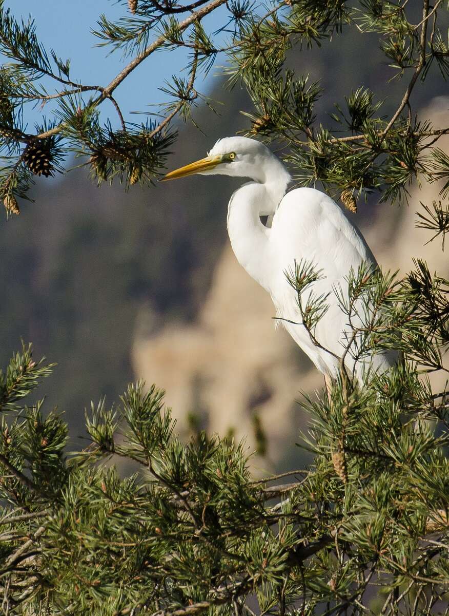 Image of Great Egret