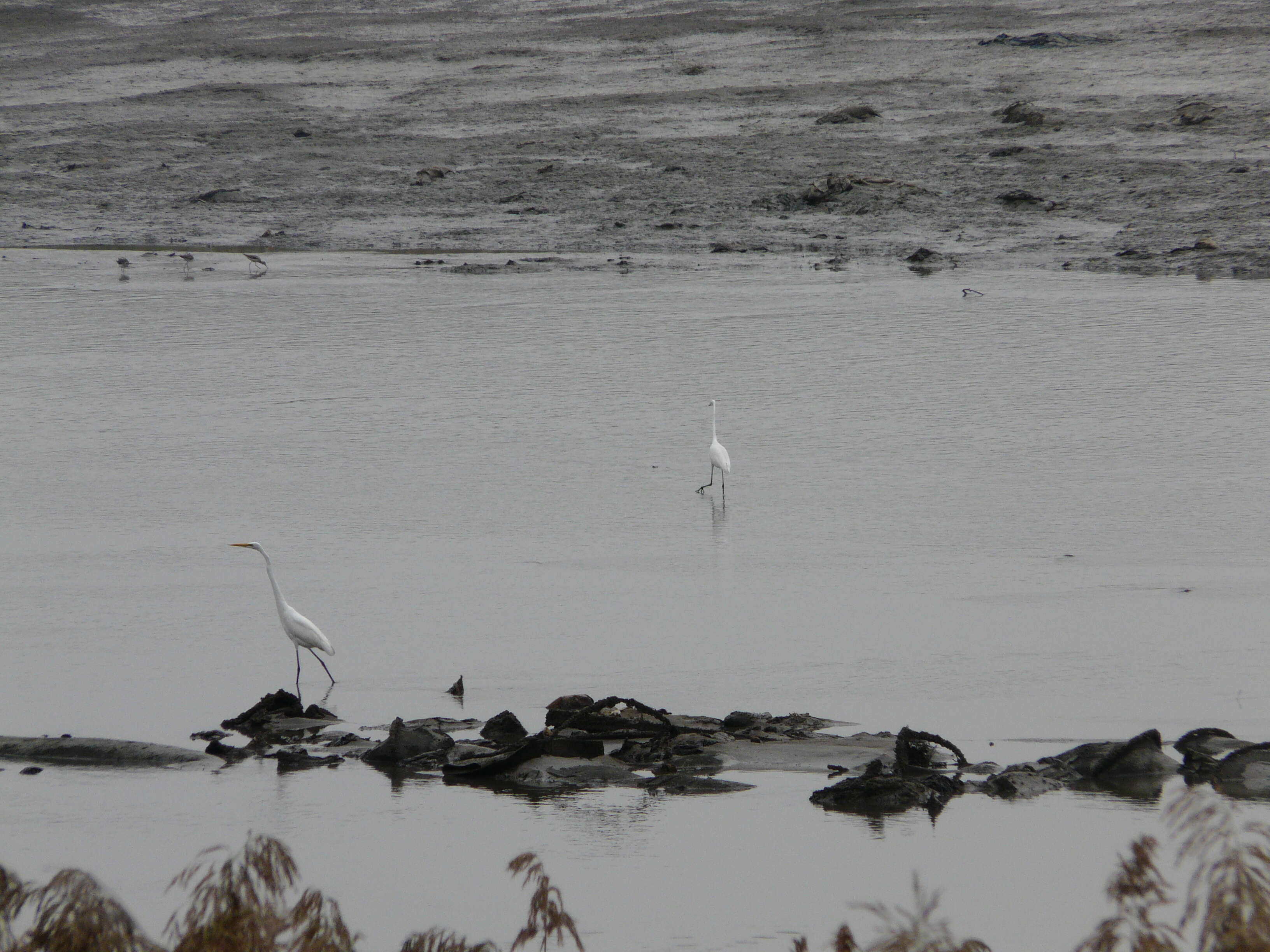 Image of Eastern great egret