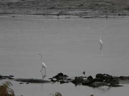 Image of Eastern great egret