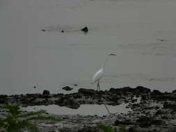 Image of Eastern great egret